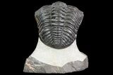 Pedinopariops Trilobite - Mrakib, Morocco #71283-6